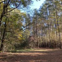 Turnkey 123 Acres Hunting Land Camps for Sale Clinton LA images 5