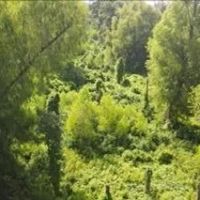 10 Acres With a Camp on Old River in Concordia Parish in Vidalia MS images 3