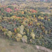 Buildable Hunting Parcel in Genesee County MI images 4