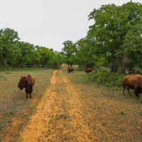 Boulder T Ranch images 2