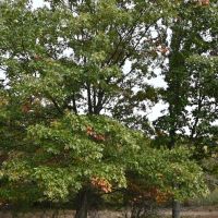 Big Buck Property in Mecosta County Michigan images 3
