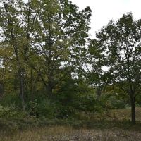 Big Buck Property in Mecosta County Michigan images 5
