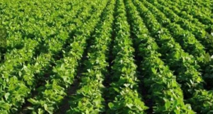 204.33 Acres in Tallahatchie County in Charleston MS featured image
