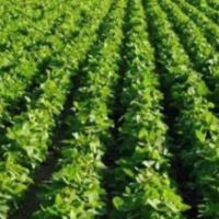 204.33 Acres in Tallahatchie County in Charleston MS