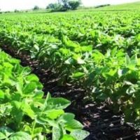 204.33 Acres in Tallahatchie County in Charleston MS images 4