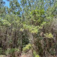 25 Acres T-7 Saron images 3