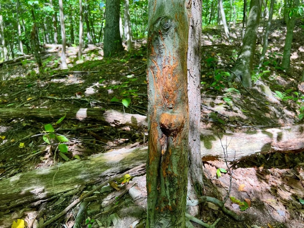Rimer Rd. Armstrong County - 146 acres featured image