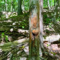 Rimer Rd. Armstrong County - 146 acres