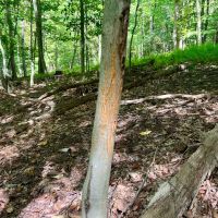 Rimer Rd. Armstrong County - 146 acres images 3