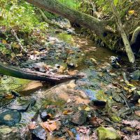 Rimer Rd. Armstrong County - 146 acres images 4
