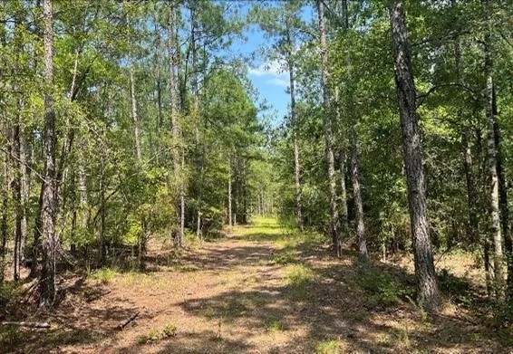 62 Acres in Wayne County in Waynesboro MS featured image