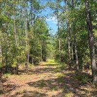 62 Acres in Wayne County in Waynesboro MS