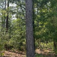 62 Acres in Wayne County in Waynesboro MS images 3