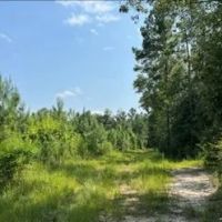 62 Acres in Wayne County in Waynesboro MS images 4
