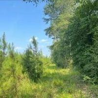 62 Acres in Wayne County in Waynesboro MS images 5