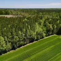 15.24 Acres of Recreational and Investment Land For Sale in Pamlico County NC images 4