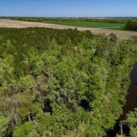 15.24 Acres of Recreational and Investment Land For Sale in Pamlico County NC images 5