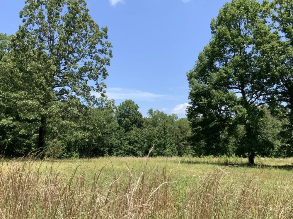 222 Acres Hunting Property Minutes from Kentucky Lake featured image