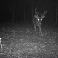 222 Acres Hunting Property Minutes from Kentucky Lake images 2