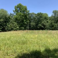 222 Acres Hunting Property Minutes from Kentucky Lake images 4