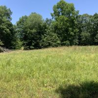 222 Acres Hunting Property Minutes from Kentucky Lake images 5