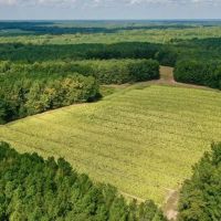 MARKET BASED PRICE IMPROVEMENT 187 Acre Farm and Timberland for Sale in Warren County NC images 3