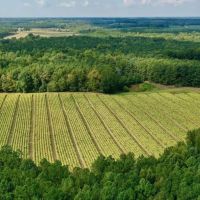 MARKET BASED PRICE IMPROVEMENT 187 Acre Farm and Timberland for Sale in Warren County NC images 4