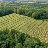 MARKET BASED PRICE IMPROVEMENT 187 Acre Farm and Timberland for Sale in Warren County NC images 5