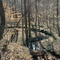 280 Acre Hunters Dream Property in Giles County Tennessee images 5