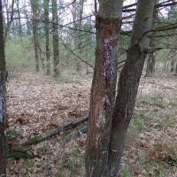Staunton Vacant Land Lot 11 images 3
