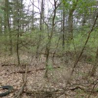 Staunton Vacant Land Lot 11 images 4