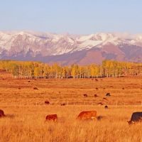 Beaver Mesa Livestock Elk Ranch