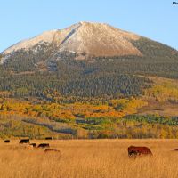 Beaver Mesa Livestock Elk Ranch images 5