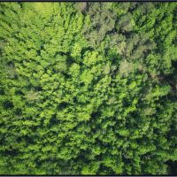 45 Acres With a Hunting Camp in Carroll County in Carrollton MS images 3