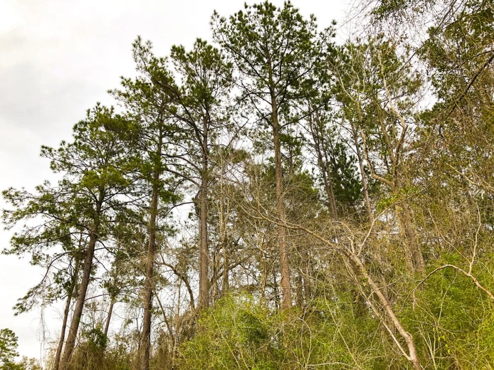 36 Acres T-12 Spurger Pines featured image