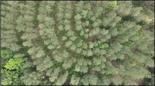 47.6 Acres in Attala County in Sallis MS featured image