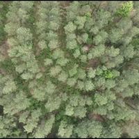 47.6 Acres in Attala County in Sallis MS