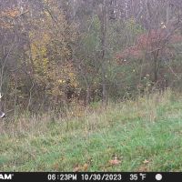 247 - ACRES ANDREWS IN HUNTINGTON COUNTY TILLABLE RECREATIONAL LAND FOR SALE images 5