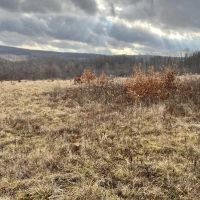 Heyer Rd. Somerset County - 59 acres images 4