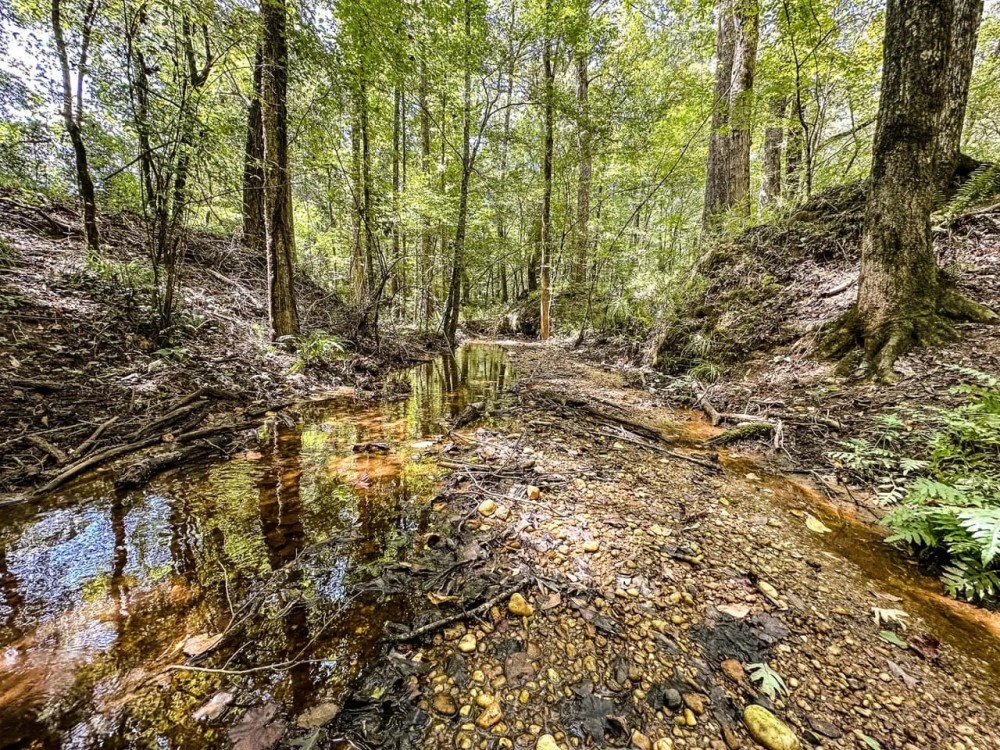 220 Acres of Great Hunting and Timber property in Autauga County featured image