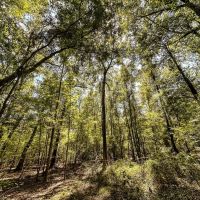 220 Acres of Great Hunting and Timber property in Autauga County images 3