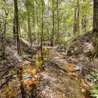 220 Acres of Great Hunting and Timber property in Autauga County images 4