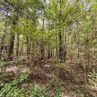 220 Acres of Great Hunting and Timber property in Autauga County images 5