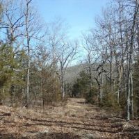 Secluded OFF-GRID Hunting Acreage in Ozark County images 2
