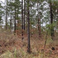 Posey Webb Camp Road - Tract A LaSalle Parish 59.96 Acres - images 5