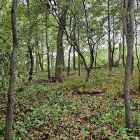 White River - Quarter images 4