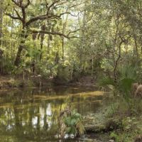 Old Magnolia images 5