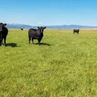 Phillips Creek Toponas Ranch images 2