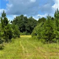 29-101-black-jack-farm images 4