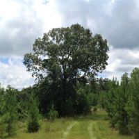 29-101-black-jack-farm images 5